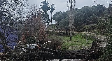 Asırlık kavak ağacı fırtınaya dayanamadı