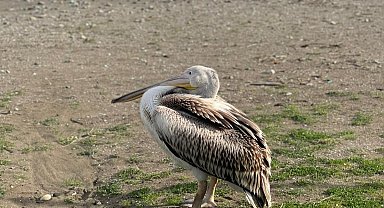 Atakum sahilinde pelikan görüldü