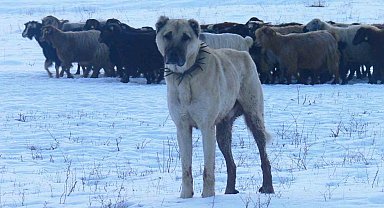 Atatürk'ün onayıyla Erzurum'dan okyanusu aşan köpekler