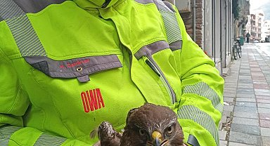 Ayancık'ta yaralı bulunan şahin koruma altına alındı