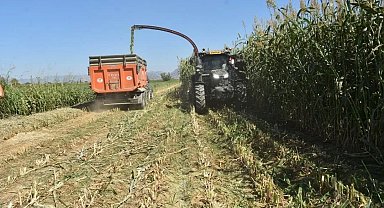 Aydın'da kaba yem üretimi artıyor