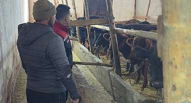 Aydıntepe'de hayvancılığa destek kapsamında düve teslimatları sürüyor