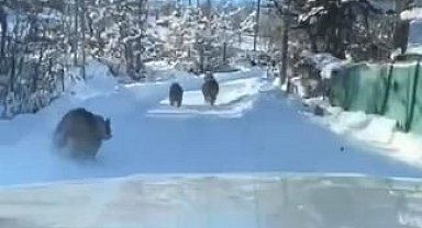 Ayı ve yavruları güpegündüz köy yolunda görüntülendi