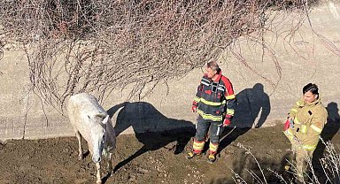 Ayvalık'ta itfaiyeden at kurtarma operasyonu