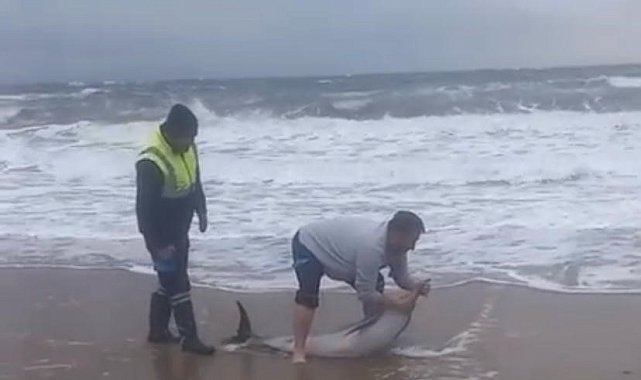 Ayvalık'ta karaya vuran yunusu vatandaşlar kurtardı