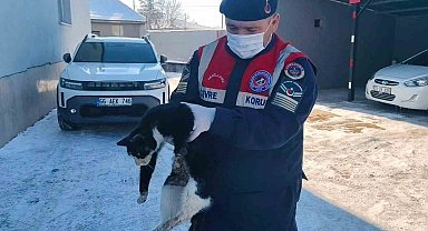 Bacağı kopmak üzere olan kedi HAYDİ ekiplerince kurtarıldı
