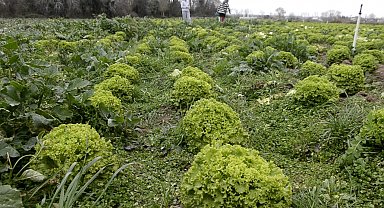 Bafra Ovası'nda 570 dekar alanda marul üretimi