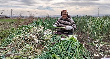 Bafra Ovası'nda pırasa hasadı: Bu yıl rekolte yüksek