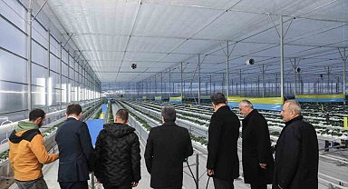 Bafra Sera OTB'de topraksız çilek üretimi