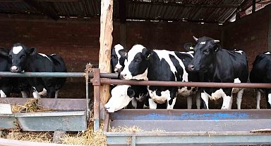 Bakanlık pilot il olarak Amasya'dan başlattı: Süt ineklerinden etçi buzağı elde edilecek