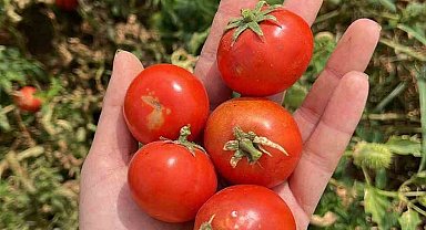 Balıkesir Büyükşehir Belediyesi, Ata Tohumları ile envanterini güçlendiriyor