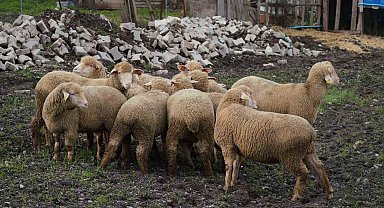 Balıkesir çiftçisine yüzde 100 hibeli damızlık desteği