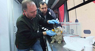 Balıkesir de sokak hayvanlarına ücretsiz tedavi desteği
