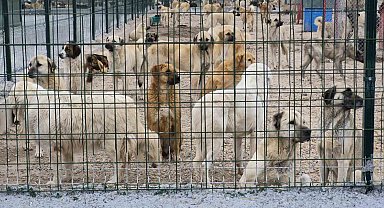 Barınakta aç ve susuz bırakılan köpeklerin birbirini parçaladığı iddiası
