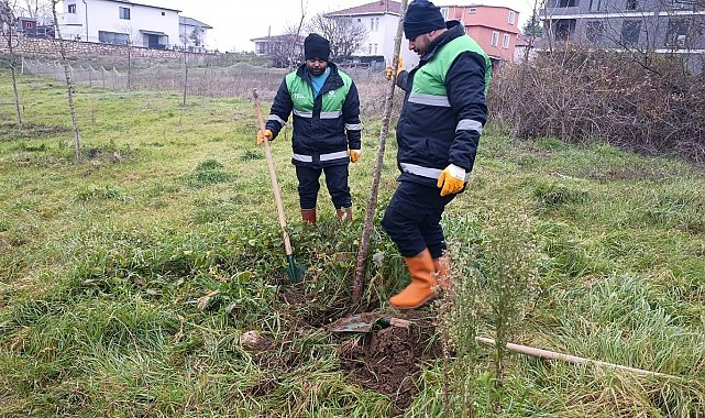 Başiskele'de yeşil alan çalışmaları devam ediyor
