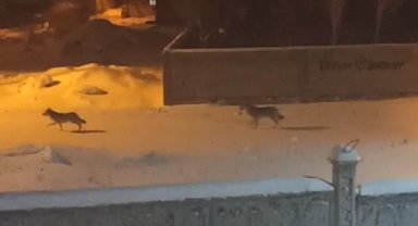 Başkale'de aç kalan kurtlar ilçeye indi