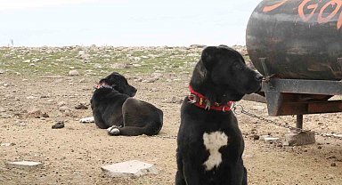 Başkentin siyah bekçileri: Haymana Karası