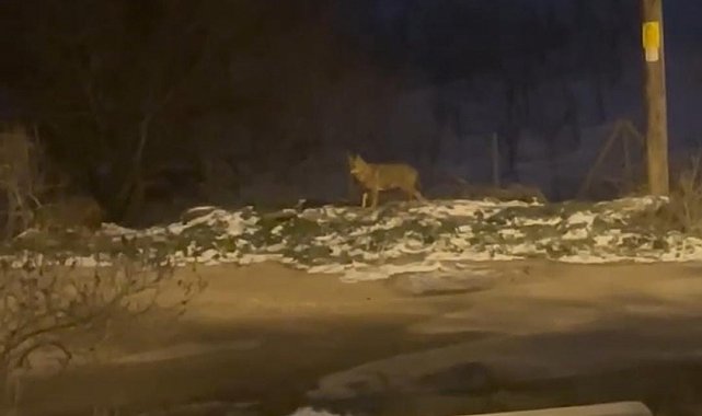 Başkentte kurt sürüsü görüldü