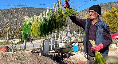 Bayındır nergis kokacak: Nergis ve Kuru Çiçek Festivali başlıyor