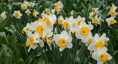 Bayındır'da yetişen nergis, bilimde öne çıkıyor