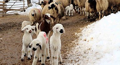 Besiciler uykusuz, kuzular güvende