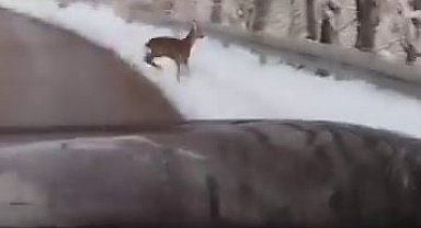 Beyaz örtü üzerinde tatlı karşılaşma: Karaca yola indi