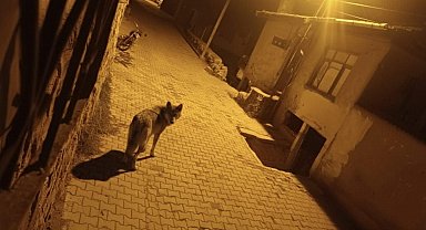 Beypazarı'nda aç kalan kurtlar şehre indi