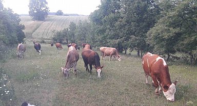 Bilecik'te şap alarmı: Hayvan giriş-çıkışları yasaklandı