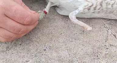 Bir ayağı ampute, bir ayağı misinaya dolandı: Pendik'te martının kurtarılma anı kameralarda