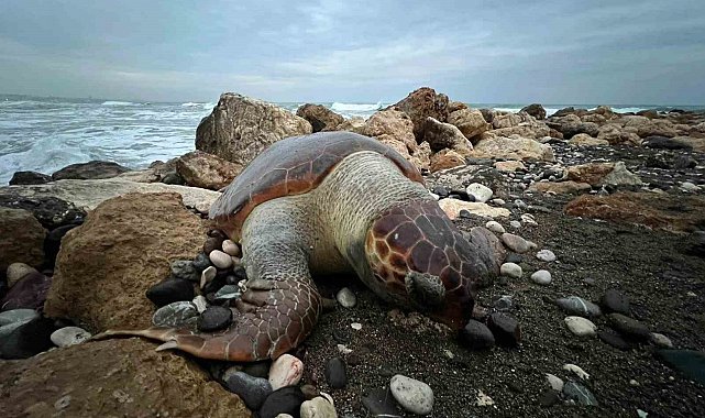 Bir caretta caretta daha ölü bulundu:15 günde 7'inci ölüm