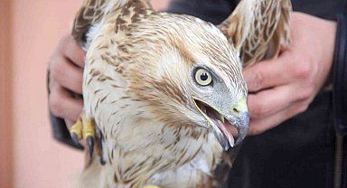 Bitkin haldeki kızıl şahini DKMP ekiplerine teslim ettiler