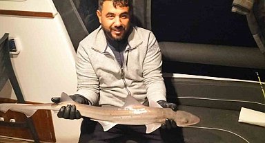 Bodrum açıklarında oltaya köpek balığı takıldı