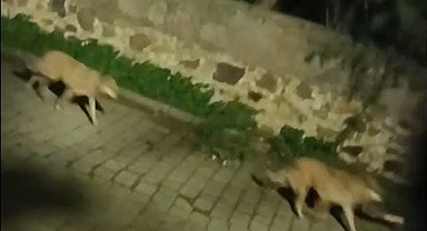 Bodrum'da kurt sürüsü görüntülendi