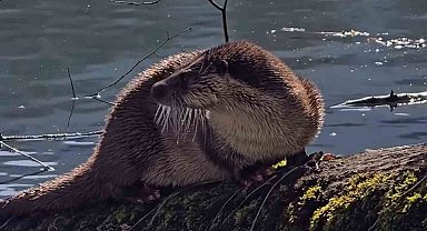 Bolu'da nesli tükenmekte olan su samuru görüntülendi