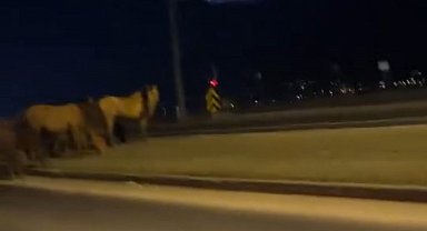 Bolu'da yılkı atları D-100'e indi: Orta refüjde otladılar