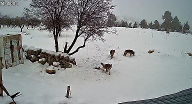 Bozyazı'da kurtlar köye indi: O anlar kamerada