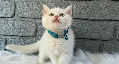 British Shorthair Irkının Kökeni ve Genel Özellikleri