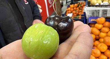 Bu meyveler aşerenler için Singapur'dan geliyor