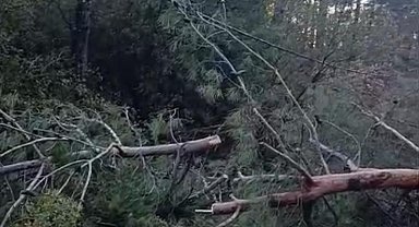 Buldan'da fırtınadan devrilen ağaçlar yolu kapattı