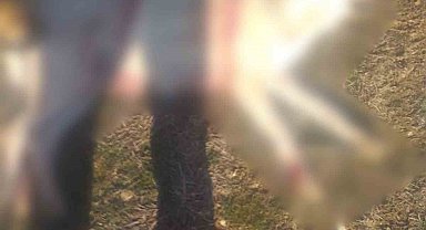 Burdur'da köpeklerin silahla öldürüldüğü iddialarına valilikten açıklama