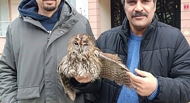 Burhaniye de soğuk hava yaban hayvanlarını da olumsuz etkiledi