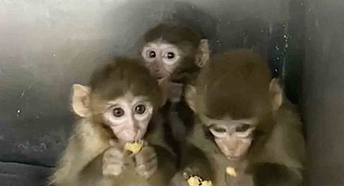 Bursa'da 3 makak maymunu koruma altına alındı