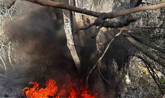 Bursa'da çıkan çalı yangını büyümeden söndürüldü