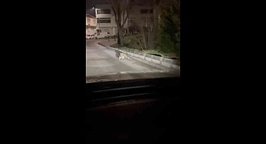 Bursa'da gece yarısı tilki, ağzında kediyle sokakta görüntülendi