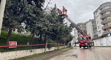 Bursa'da lodos ağacı devirdi, elektrik hatları zarar gördü