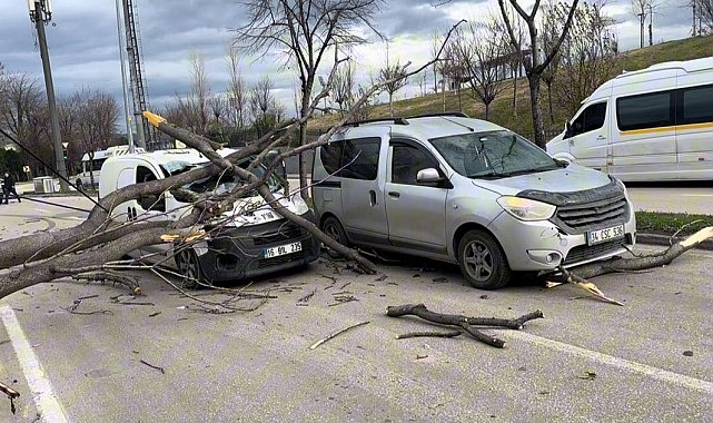 Bursa'da seyir halindeki araçların üzerine ağaç devrildi