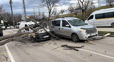 Bursa'da seyir halindeki araçların üzerine ağaç devrildi