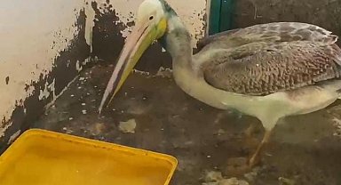 Bursa'da tedavisi tamamlanan ak pelikan doğaya salındı