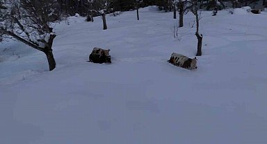 Büyükbaş hayvanların karla imtihanı dronla görüntülendi
