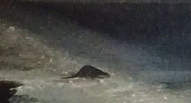 Buz tutan Çoruh'ta su samuru heyecanı: Vatandaşlar "gel gel" diye seslendi